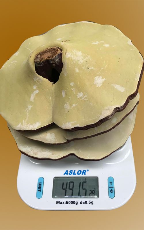 Nấm linh chi 6-7 lá trên 1kg