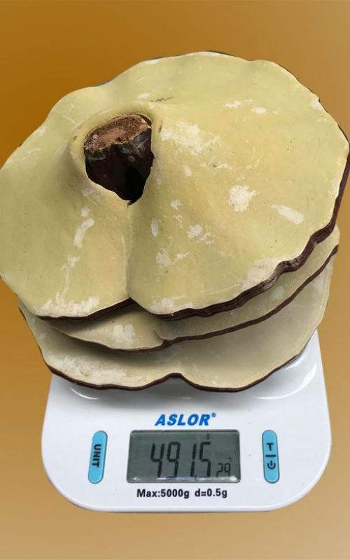 Nấm linh chi 10-12 lá trên 1kg