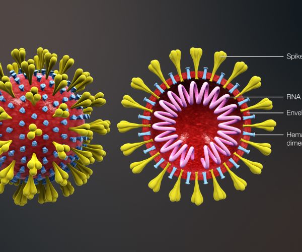 Quá Trình Tấn Công Của Virus Corona Và Vai Trò của Nhân Sâm Trong Cuộc Chiến Chống Corona