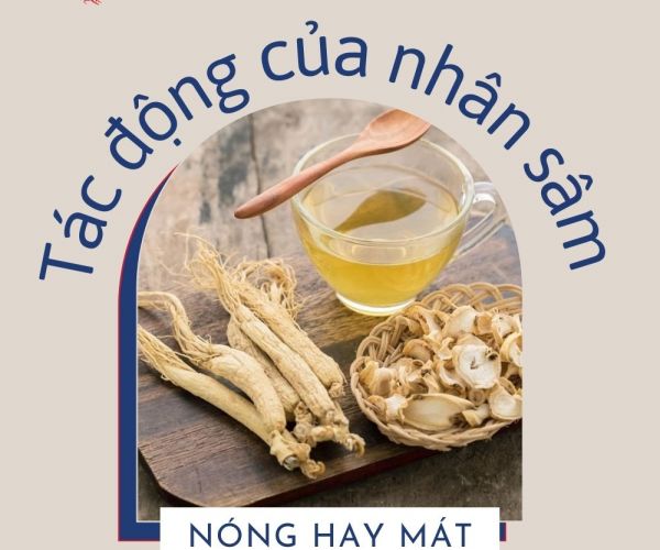 Uống Nhân Sâm Mát Hay Nóng? Cần Lưu Ý Điều Gì Khi Uống Sâm?