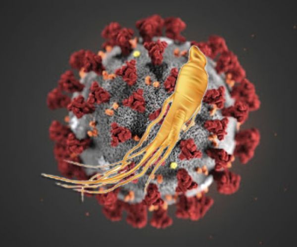 Virus Corona tàn phá cơ thể người và vai trò của nhân sâm trong cuộc chiến chống virus Corona Covid-19