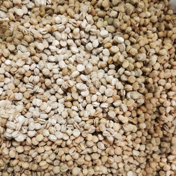Ginseng seed