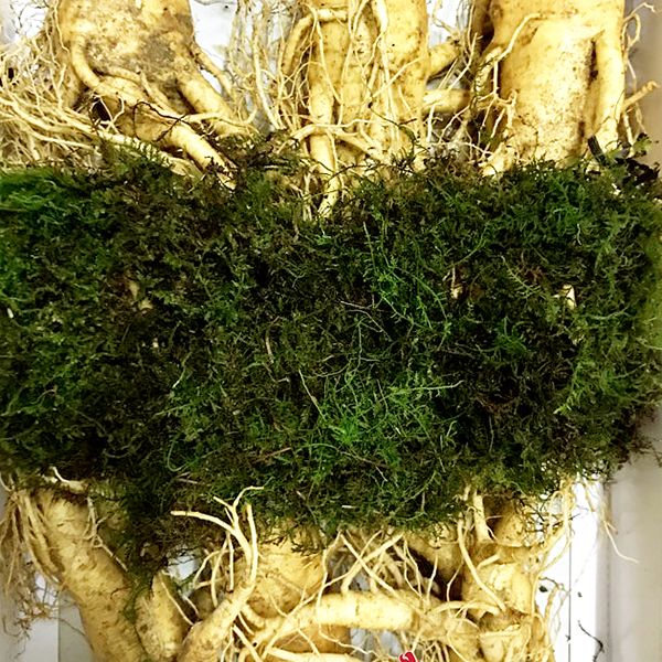 6 roots per kg type 1