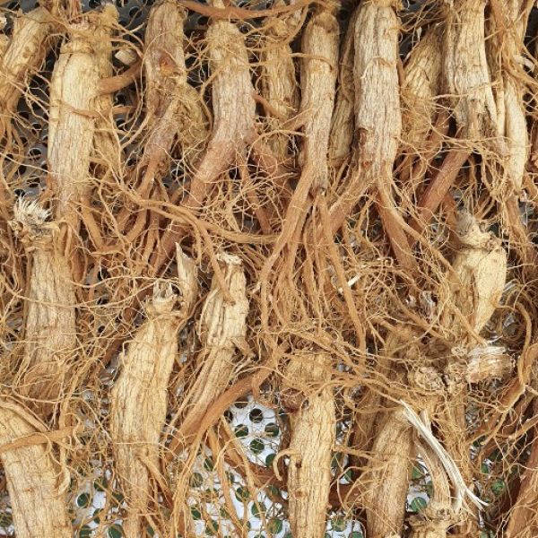 Traditional dried whole red ginseng root (per kg)
