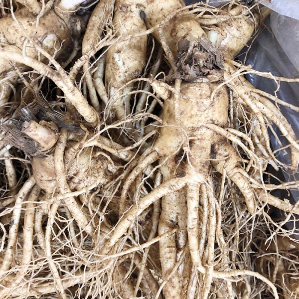 8 roots per kg type 2