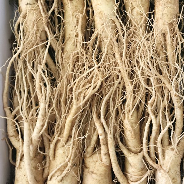 9-11 roots per kg type 1