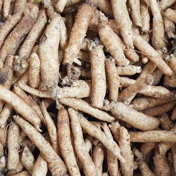 Main root (12-15 roots/kg)
