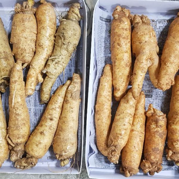 Main root (8-9 roots/kg)