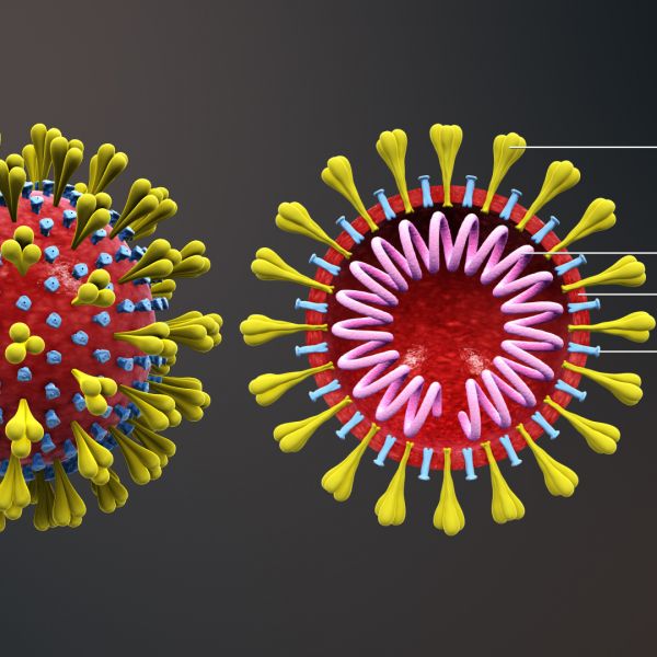 Quá Trình Tấn Công Của Virus Corona Và Vai Trò của Nhân Sâm Trong Cuộc Chiến Chống Corona