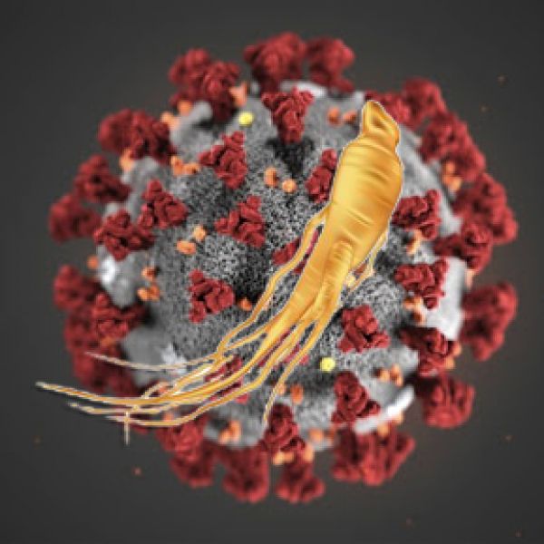 Virus Corona tàn phá cơ thể người và vai trò của nhân sâm trong cuộc chiến chống virus Corona Covid-19