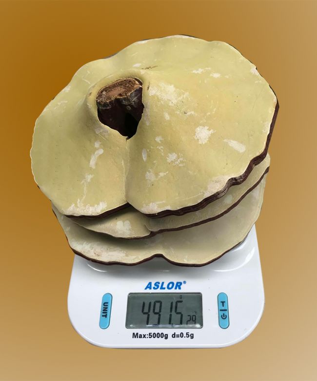 Nấm linh chi 6-7 lá trên 1kg