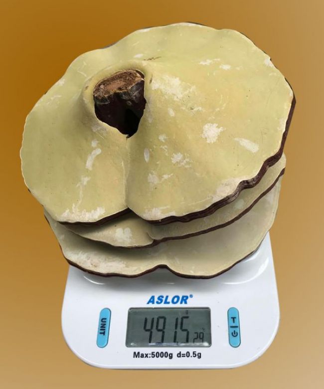 Nấm linh chi 10-12 lá trên 1kg