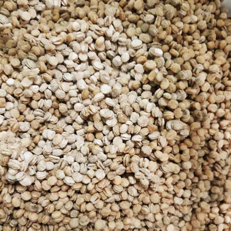 Ginseng seed