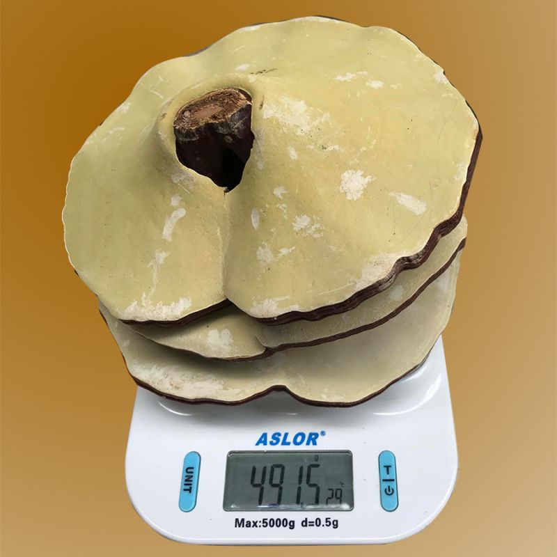 Nấm linh chi 6-7 lá trên 1kg