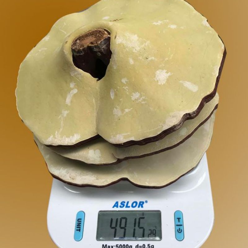 Nấm linh chi 10-12 lá trên 1kg