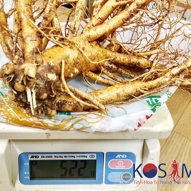 Sâm 2 củ 1 kg