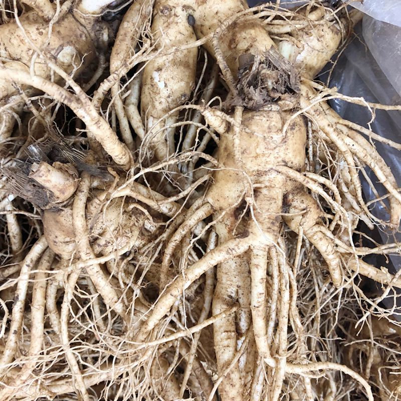 9-11 roots per kg type 2