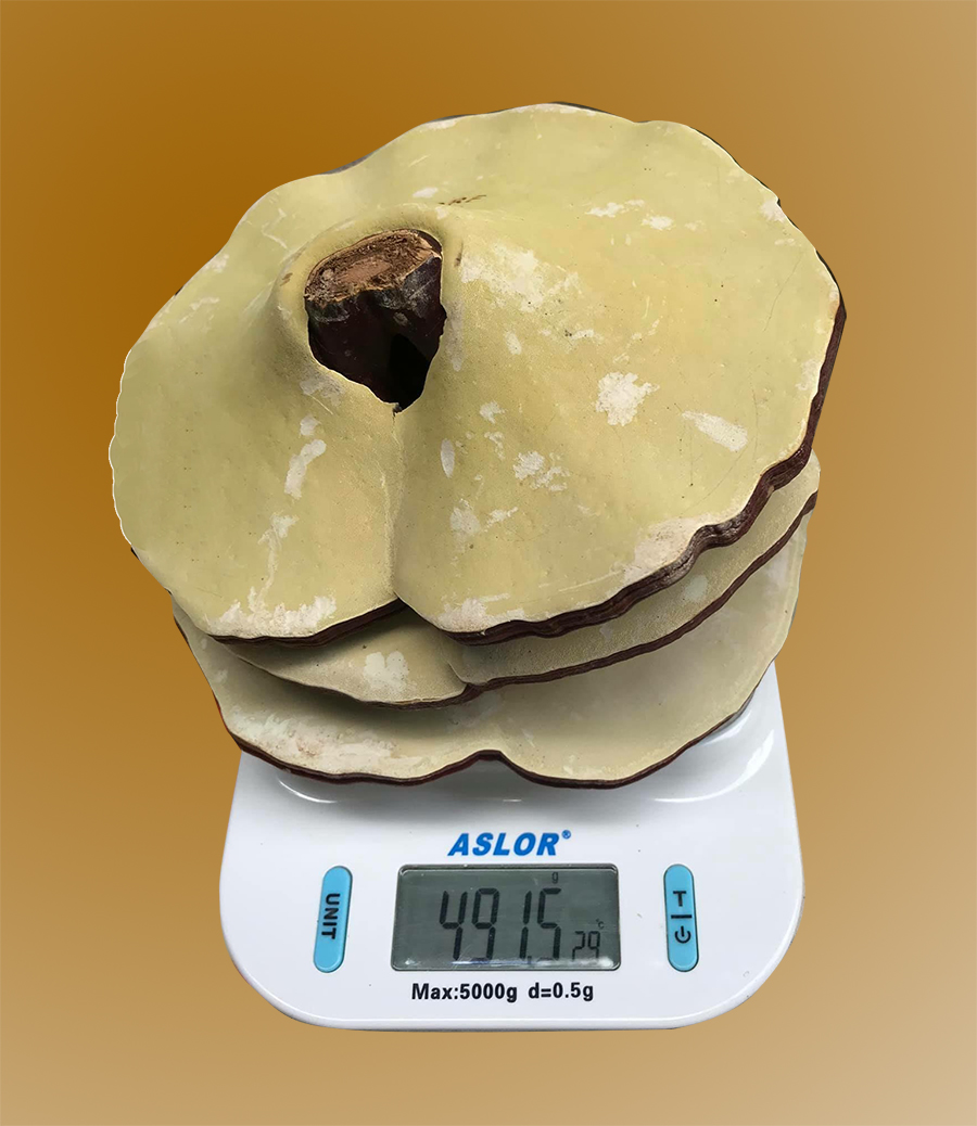 Nấm linh chi đỏ 6-7 lá 1 kg