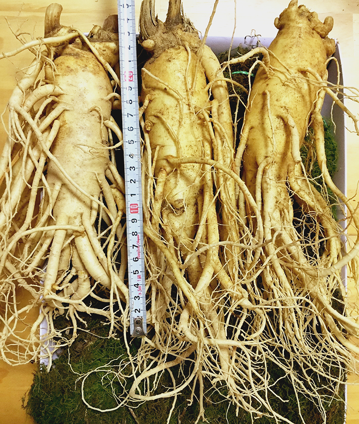 Sâm 3 củ loại 1 kg